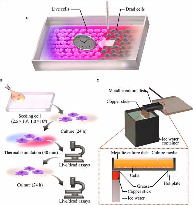 A cell culture system with temperature gradients to study optimal